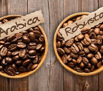 Cách phân biệt cà phê Arabica và Robusta, loại nào ngon hơn?