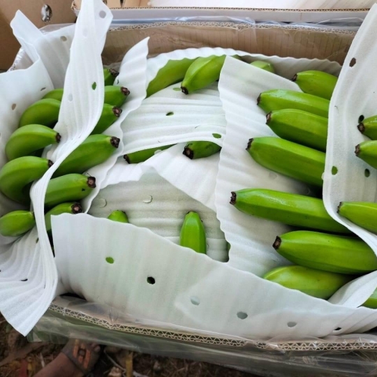 CUNG CẤP CHUỐI CAVENDISH