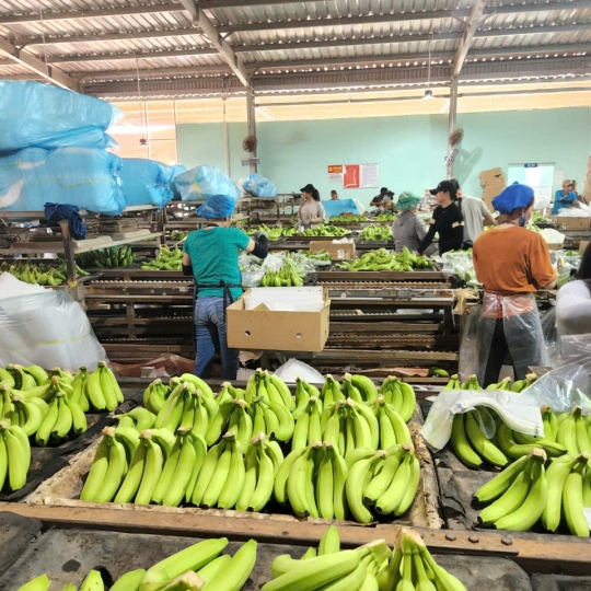 CHUỐI CAVENDISH CẮT TRÁI